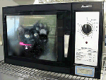 cat_microwave.gif